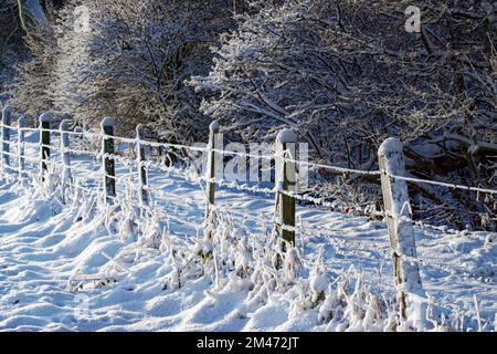 Winter light and deep snow on a hedge and the barbed wire fence Stock Photo