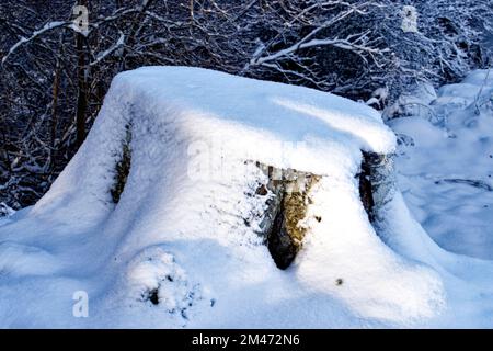 Winter light and deep snow on an old beech tree stump Stock Photo