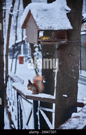 Red squirrel sits on the snow and eats nuts and seeds next to a wooden house in a winter park or forest Stock Photo