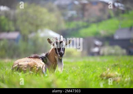 Domestic milk goat with long beard and horns resting on green pasture grass on summer day. Feeding of cattle on farm grassland Stock Photo
