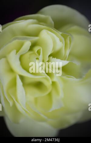 Close up of a yellow rose on a black background. Stock Photo