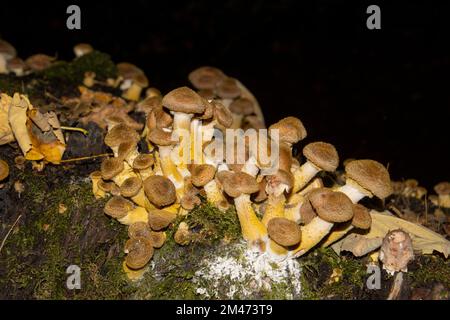 Many honey mushrooms growing between moss, also called Armillaria ostoyae or dunkler hallimasch Stock Photo