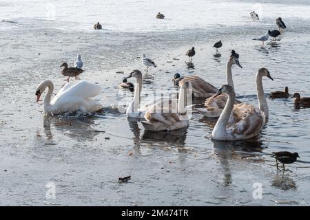 Swans, ducks and wildfowl in winter aggregating in an area of open water on a mostly frozen lake, Fleet Pond, Hampshire, England, UK Stock Photo