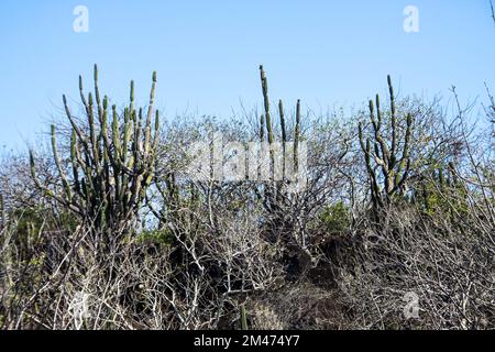 Candelabra cactus (Jasminocereus thouarsii). Photographed on Floreana Island, Galapagos Islands. Stock Photo