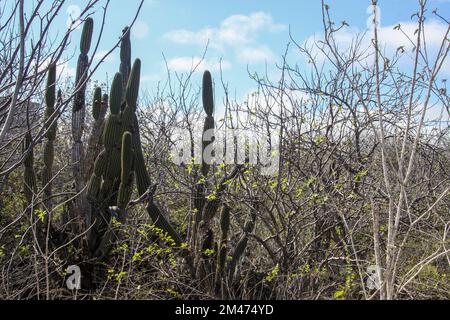 Candelabra cactus (Jasminocereus thouarsii). Photographed on Floreana Island, Galapagos Islands. Stock Photo