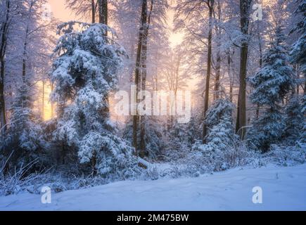 Snowy forest in beautiful winter at golden sunset. Nature Stock Photo