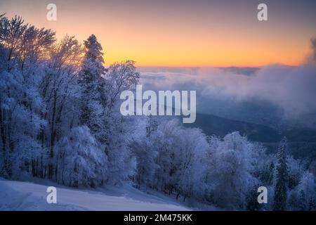 Snowy forest and low clouds in beautiful winter at sunrise Stock Photo