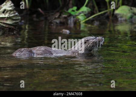 OTTER hunting fish in a river, UK. Stock Photo