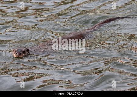 OTTER (Lutra lutra) swimming in a harbour, UK. Stock Photo