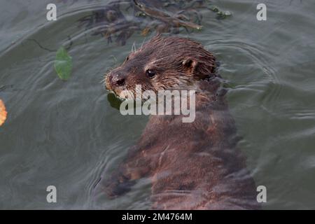 OTTER swimming, UK. Stock Photo