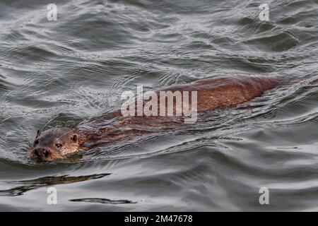 OTTER swimming in a harbour, UK. Stock Photo