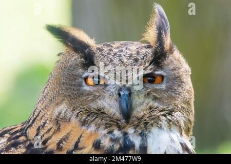 Eurasian eagle-owl (Bubo bubo) in , , Slovakia Stock Photo