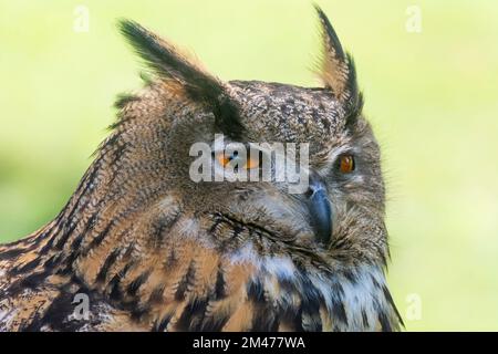 Eurasian eagle-owl (Bubo bubo) in , , Slovakia Stock Photo