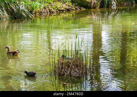 Great view of a female Eurasian coot (Fulica atra), or common coot, brooding on a nest built in shallow water, while the male bird is looking for food. Stock Photo