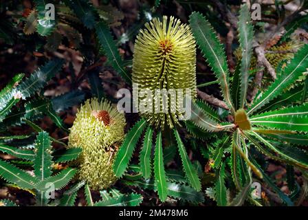 Australia,  Old Man Banksia Stock Photo