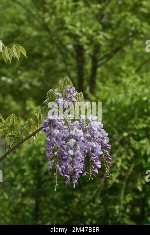 wisteria (Wisteria sinensis)in bloom,Germany Stock Photo