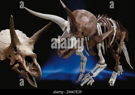 Triceratops is a ceratopsid chasmosaurine herbivorous dinosaur that appeared during the Late Maastrichtian of the Late Cretaceous period about 68 mill Stock Photo