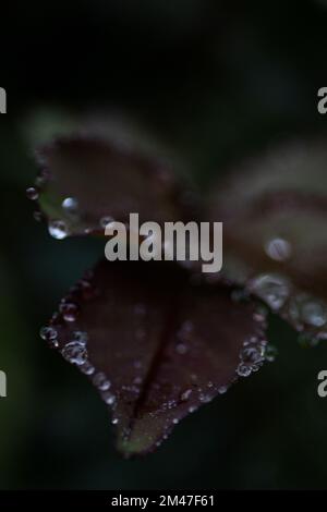 After a Summer Rain Shower Stock Photo