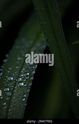 After a Summer Rain Shower Stock Photo