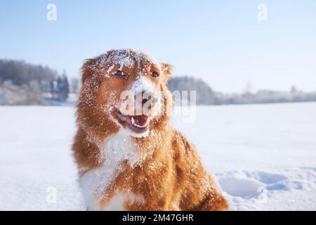 Portrait of happy dog in deep snow. Nova Scotia Duck Tolling Retriever in winter nature. Stock Photo
