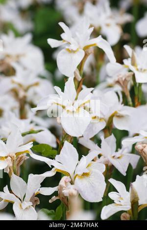 Iris 'Hohe Warte' flowers. Stock Photo