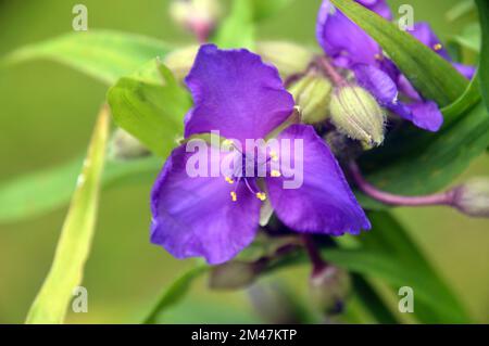 Single Purple Tradescantia 'Concord Grape' (Spider Lily) Flower grown in a Border in an English Country Garden, Lancashire, England, UK. Stock Photo