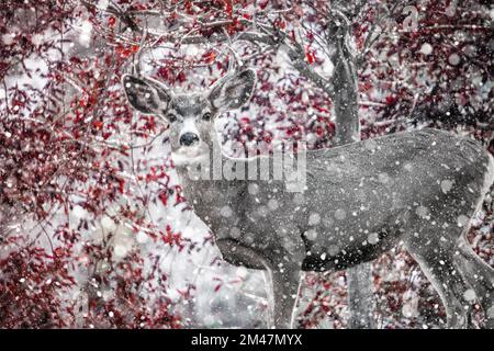 Deer in the forest Stock Photo