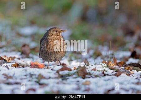 Female Common Blackbird eating apples in the Forest of Dean Gloucestershire UK Stock Photo