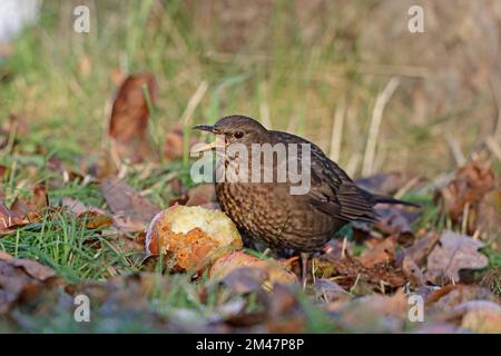Female Common Blackbird eating apples in the Forest of Dean Gloucestershire UK Stock Photo
