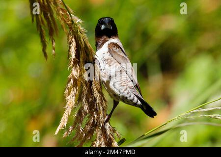 A bronze mannikin feeding on seeds in a garden in Cape Town. Stock Photo