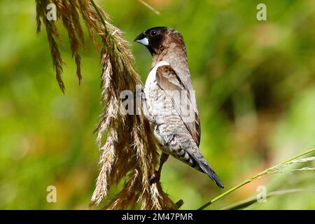 A bronze mannikin feeding on seeds in a garden in Cape Town. Stock Photo