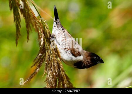 A bronze mannikin feeding on seeds in a garden in Cape Town. Stock Photo