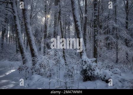 DE - BAVARIA: Wintry scene in the Farchet forest at Bad Toelz, Oberbayern Stock Photo