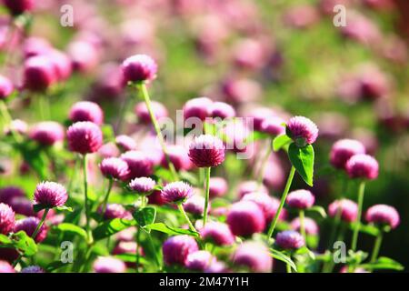Bachelor's Button,Globeamaranth flowers,close-up of red Globeamaranth flowers blooming in the garden Stock Photo