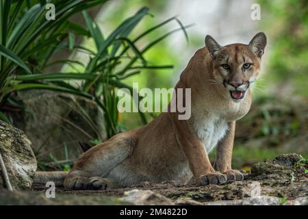 A Puma seen resting in their habitat inside the Xcaret Park Zoo. Stock Photo