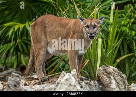 A Puma seen resting in their habitat inside the Xcaret Park Zoo. Stock Photo