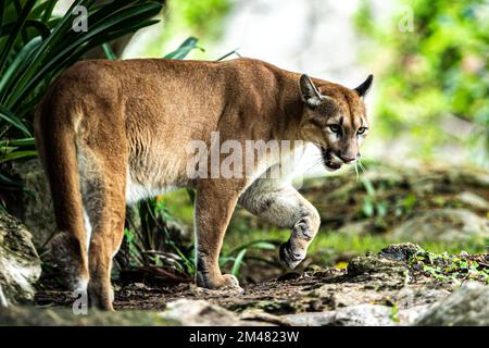 A Puma seen resting in their habitat inside the Xcaret Park Zoo. Stock Photo