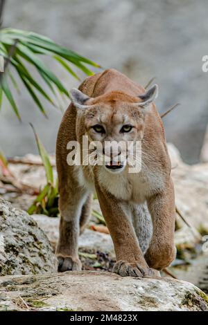 A Puma seen resting in their habitat inside the Xcaret Park Zoo. Stock Photo