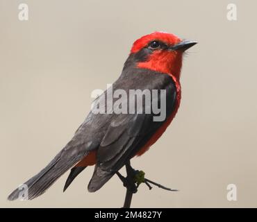 A male vermilion flycatcher (Pyrocephalus obscurus) sits on a twig between fly catching forays. Puerto Viejo, Lima, Peru. Stock Photo