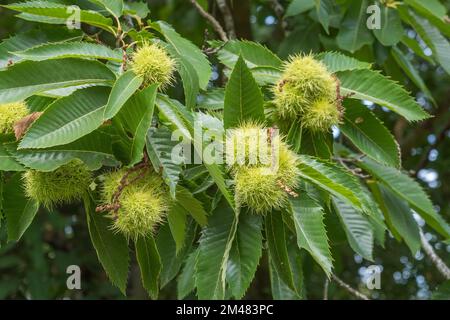 Close up of the prickly, green seed cases on a sweet chestnut tree in Windsor Great Park, Surrey, UK. Stock Photo