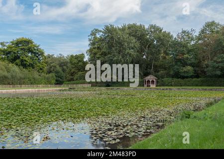 General view of Cow Pond, an ornamental lake gilded with an abundance of water lilies, Windsor Great Park, Surrey, UK. Stock Photo