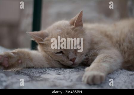 Cat sleeping outside Stock Photo
