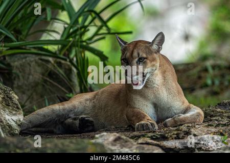 Non Exclusive: A Puma seen resting in their habitat inside the Xcaret Park Zoo. / Eyepix Group Stock Photo