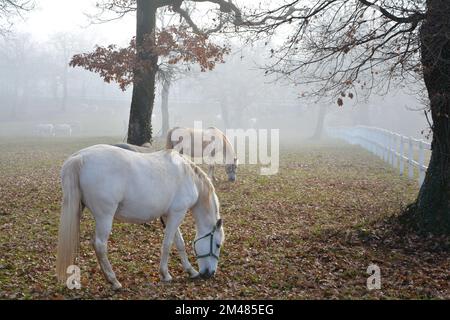 2 beautiful Lipica horses, Lipizzaner Stock Photo