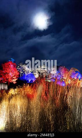 Royal Horticultural Society RHS Garden Hyde Hall at night,  - the Glow; trees and shrubs lit with colourful lights at Christmas; Hyde Hall, Essex UK Stock Photo