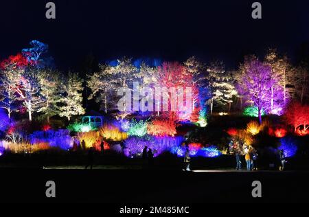 Royal Horticultural Society Hyde Hall Garden Glow at night, at Christmas, trees illuminated by colourful lights, RHS Hyde Hall, Chelmsford Essex UK Stock Photo