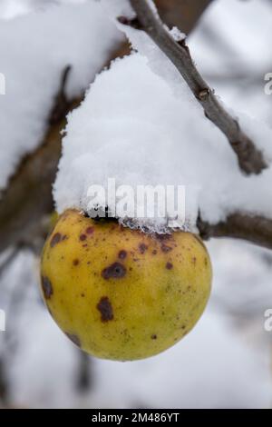 Green apples covered with snow Stock Photo