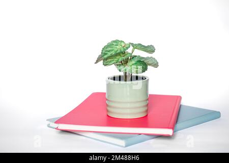 Notebooks and office plant on a white background close-up. Stock Photo