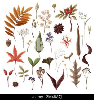 Autumn leaves and dried plants isolated. Vector. Stock Vector