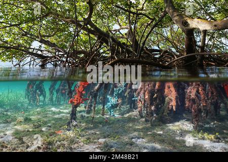Mangrove trees in the water with their roots partially covered by sea sponges, split view over and under water surface, Caribbean sea Stock Photo